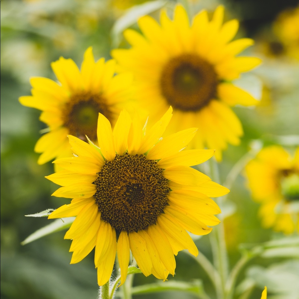 Meet your Posher, Lindsey